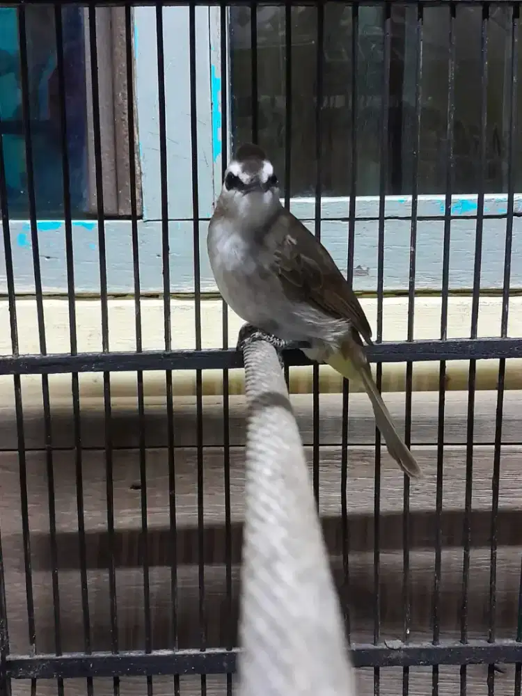 Burung trocok lulut garuda