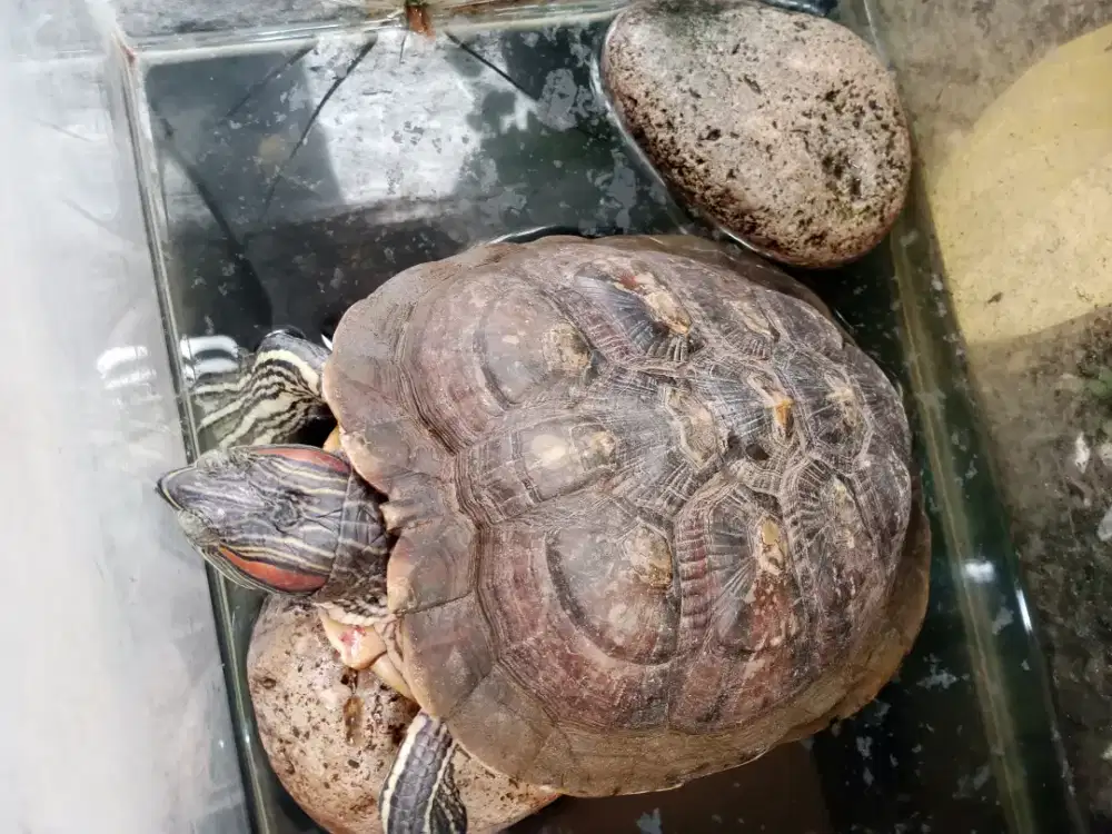 Jual Kura-Kura Brazil lokasi sukamukti