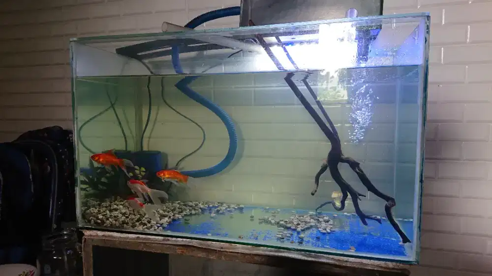 Aquarium, ikan plus aksesoris