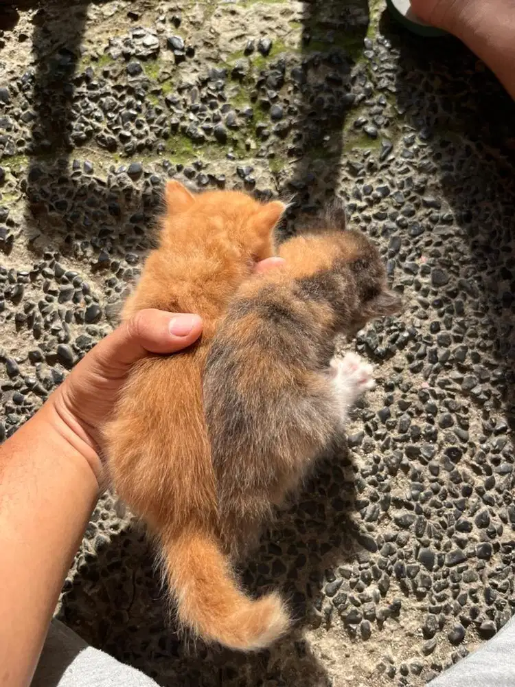 Open adopsi anak kucing