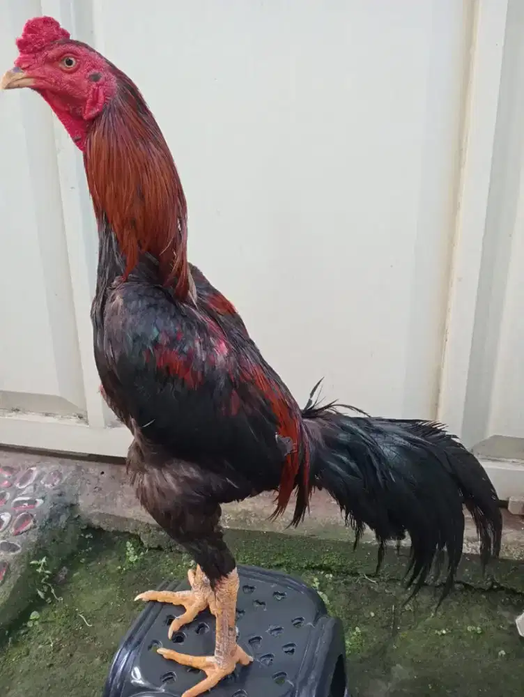 Ayam bangkok klasik