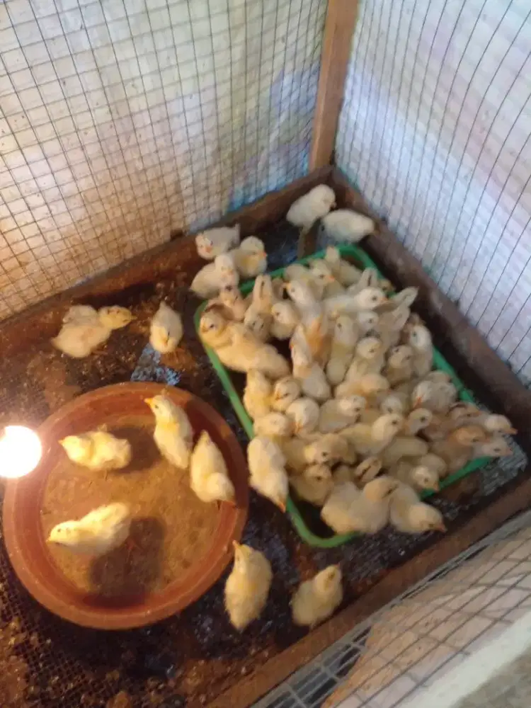 Anak ayam kampung elba