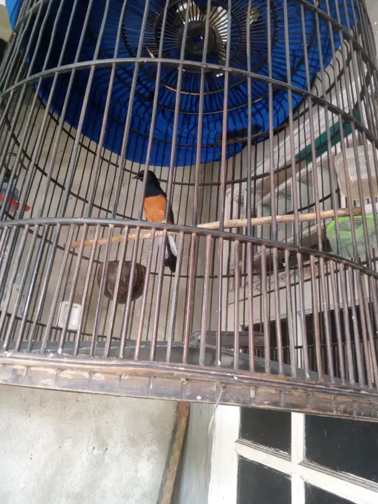 Murai trotol trah prestasi