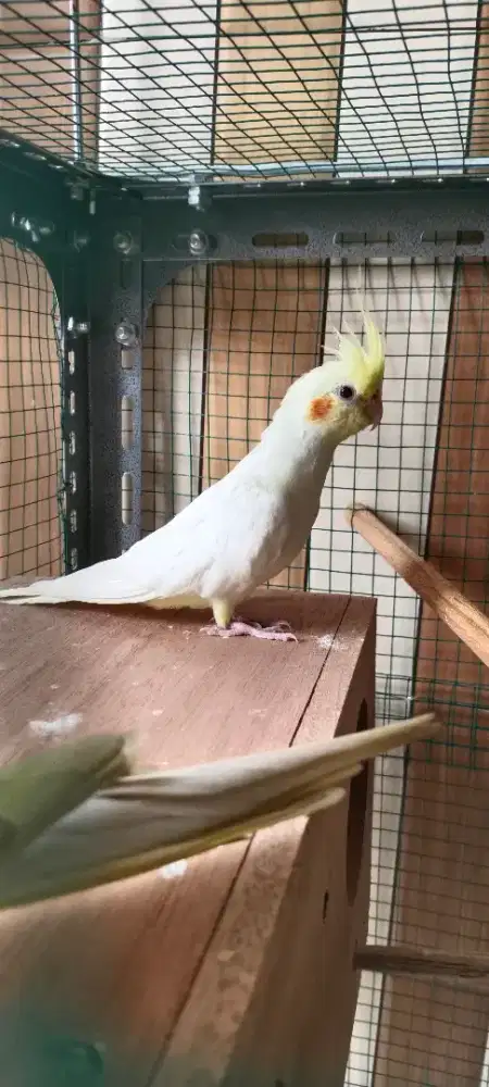 Burung falk Australia J remaja