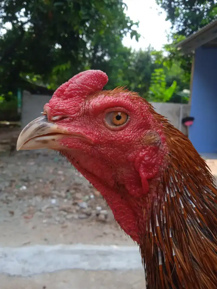 Ayam bangkok pama pakoy shamo Saigon kampung