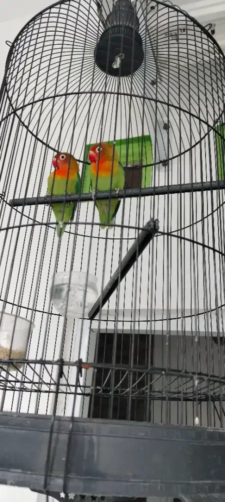 Burung lowbert sepasang