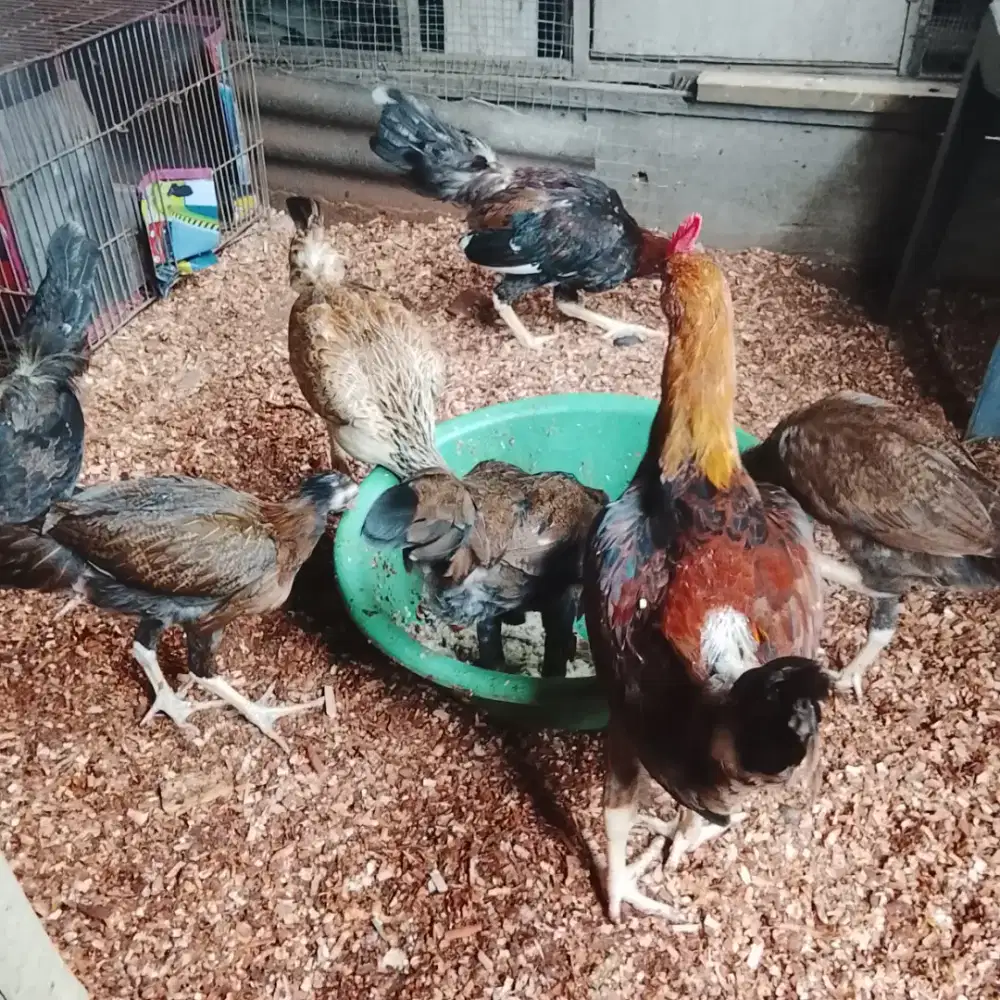 Ayam kampung asli 10 ekor