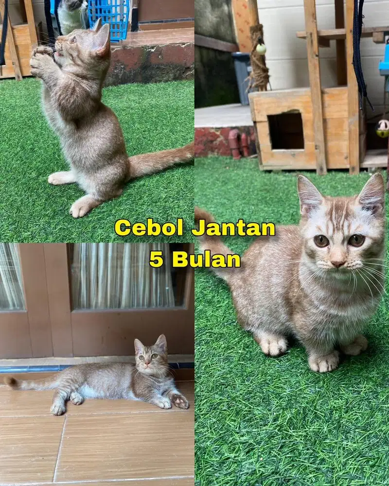 Kucing Munchkin Cebol