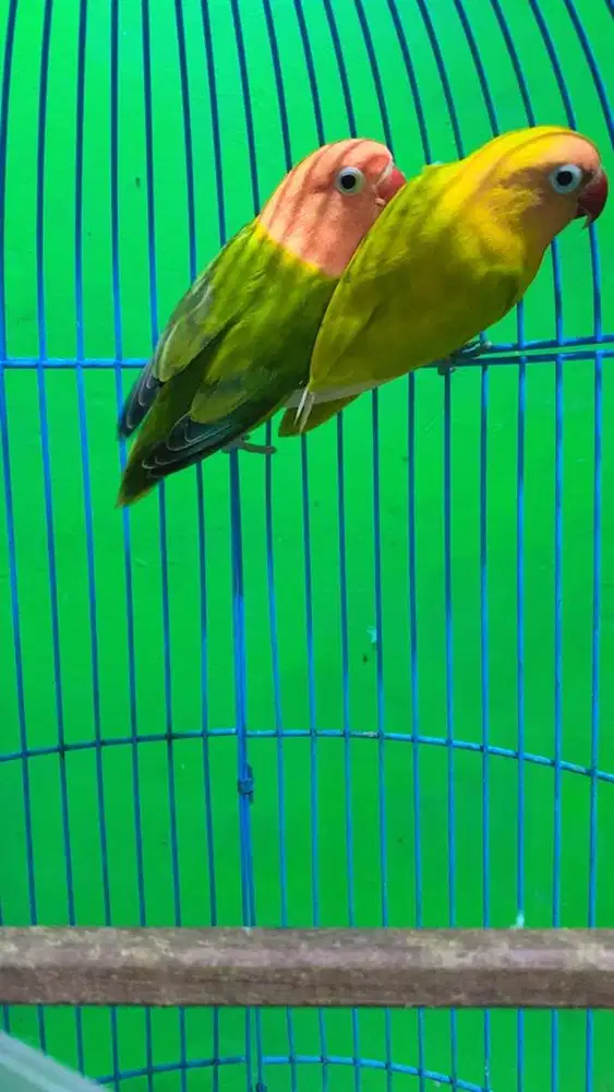 Lovebird sepasang Biola x Paskun