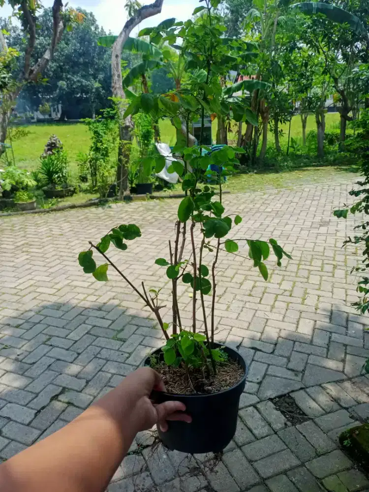 Tanaman daun katuk+ pot kecil