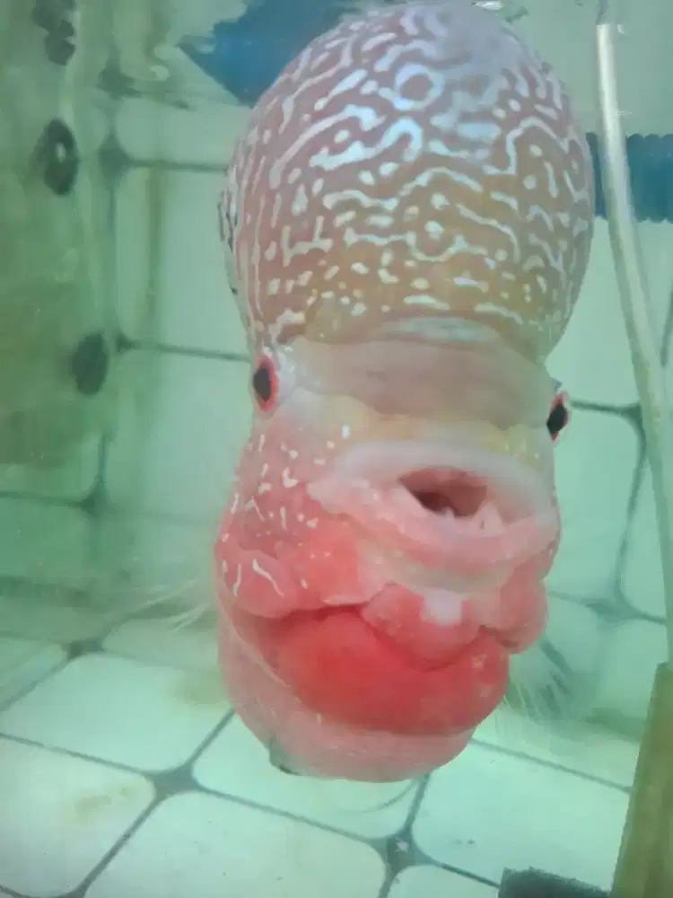 Iksn lohan import thailand ukursn 5 jari