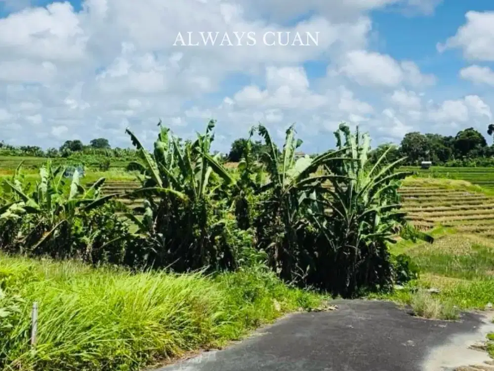 Tanah View Sawah Abadi Lokasi Tumbak Bayuh Mengwi