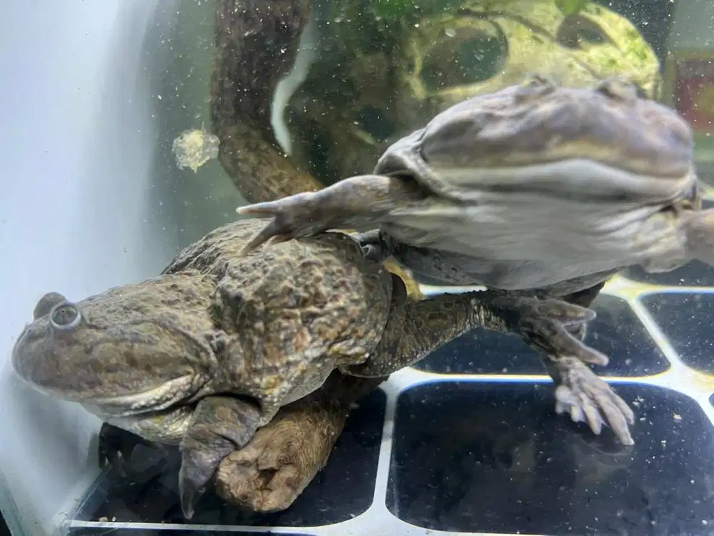 2ekor Budgett Frog/Krueger Frog