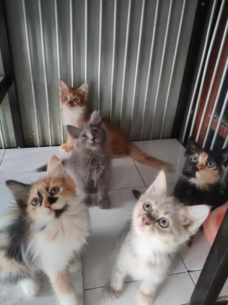 Persia jantan-betina 2,5 bulan