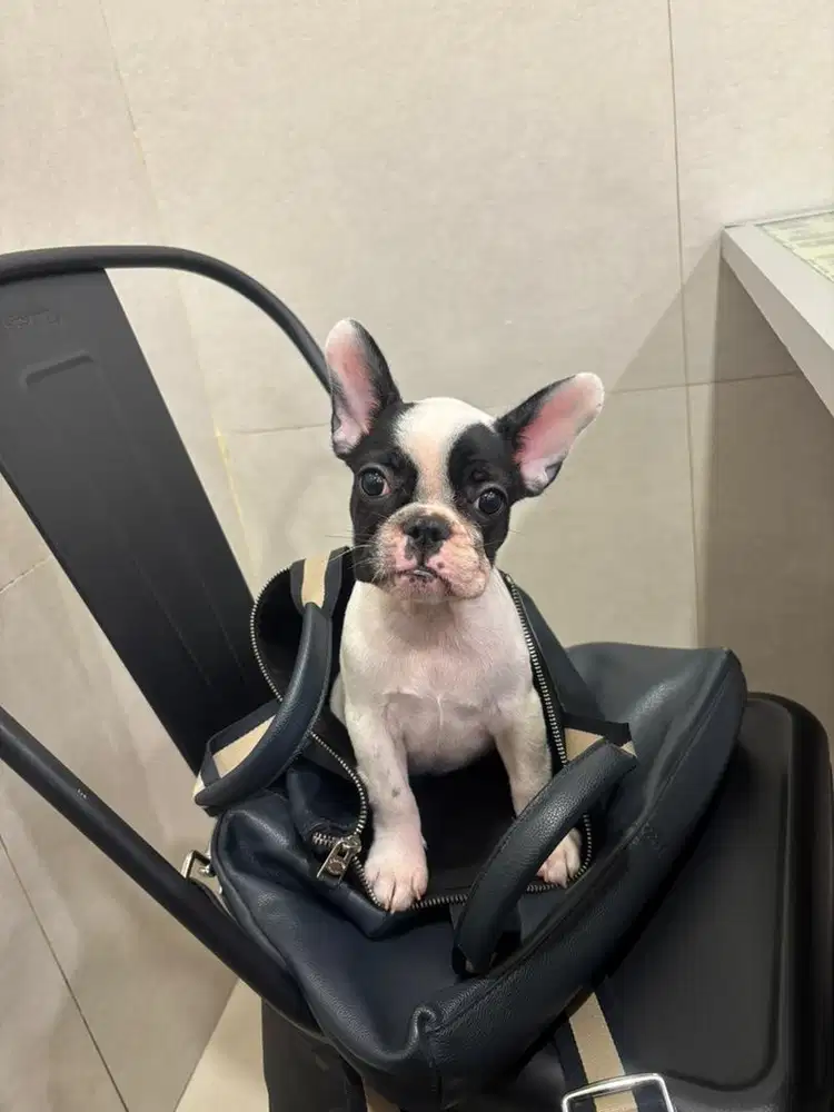 Anakan French Bulldog puppy frenchie