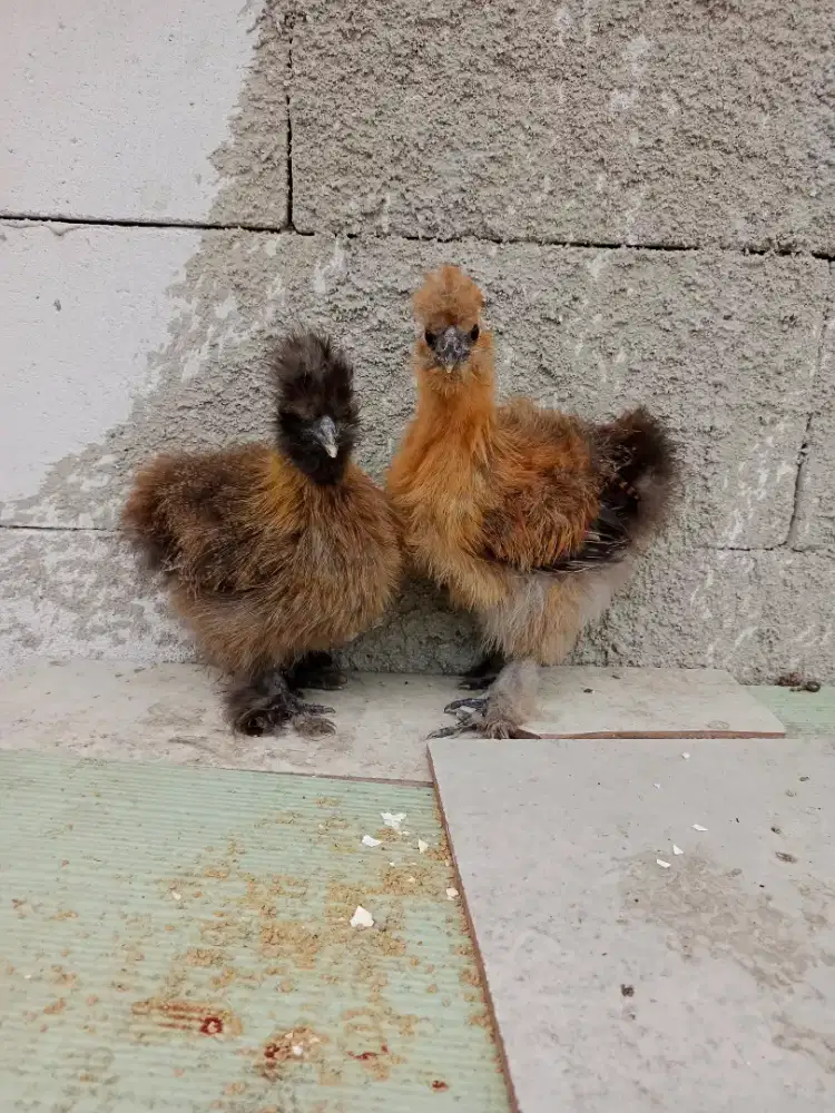Ayam hias American Silkie ori