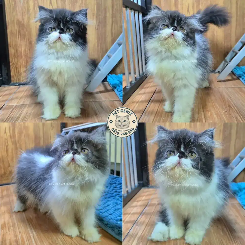 Kucing Persia Peaknose Extreme Betina
