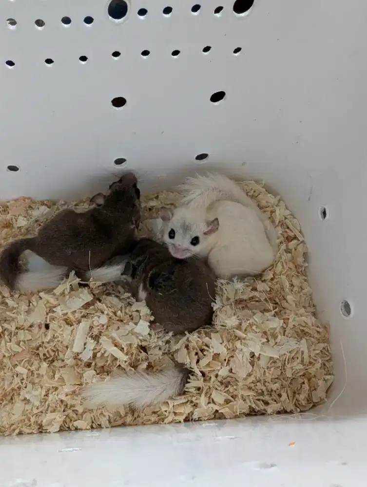 african pygmy dormice