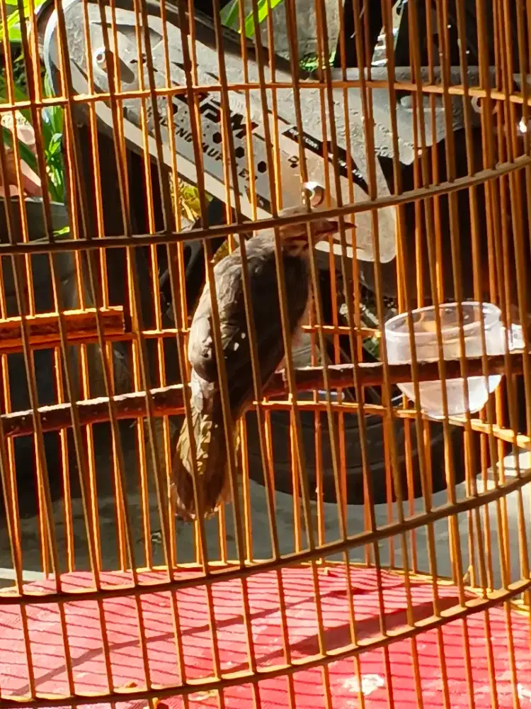 Bismillah dijual burung cucak Rowo