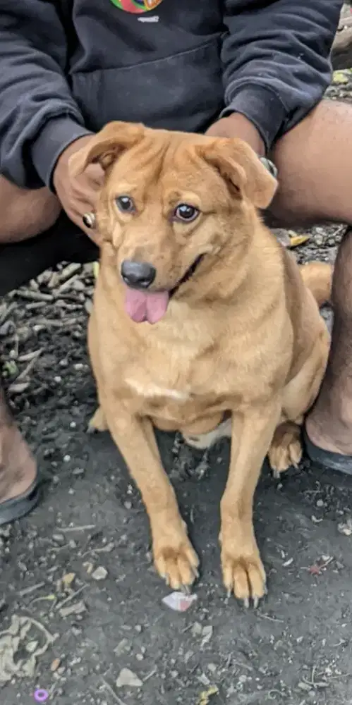 Siapa tau ada yang minat anjing Rottweiler