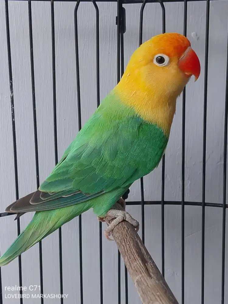 LOVEBIRD BIOLA PB prediksi jantan
