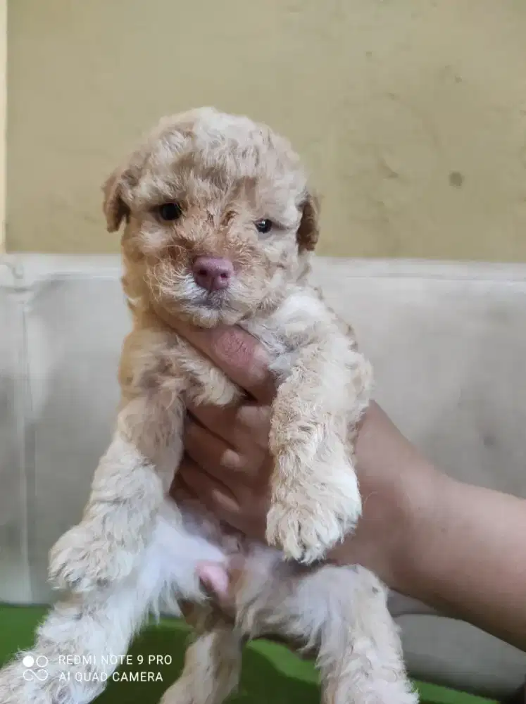 Anak Anjing poodle