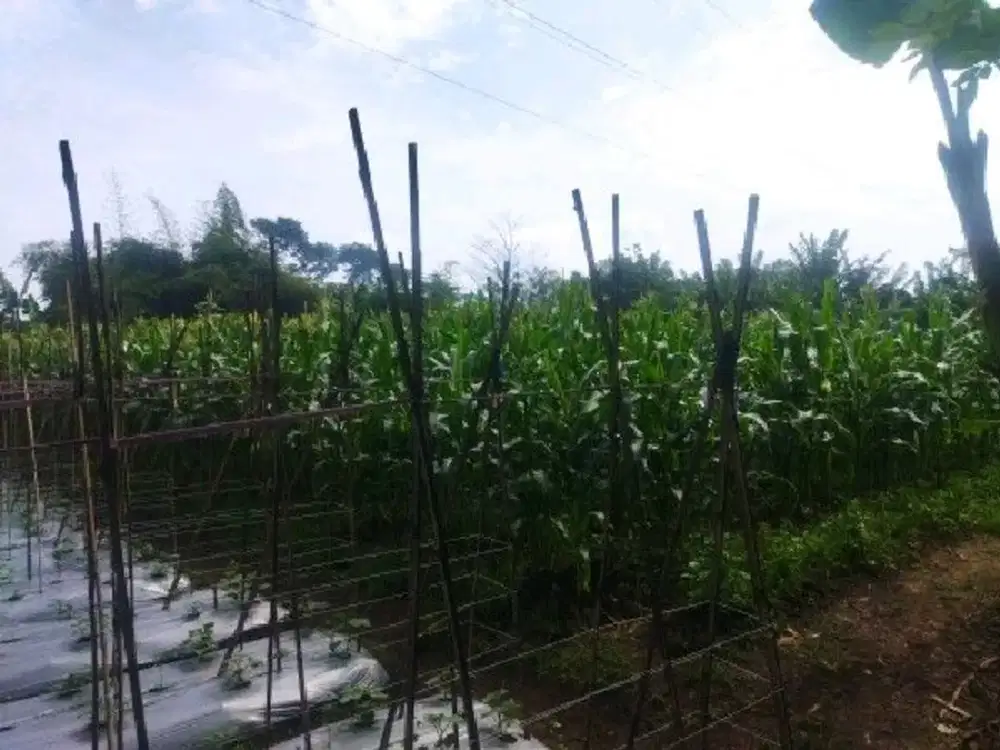 Tanah 3000 m2 di Jelegong Gunung Pancir Kutawaringin Ref.05311