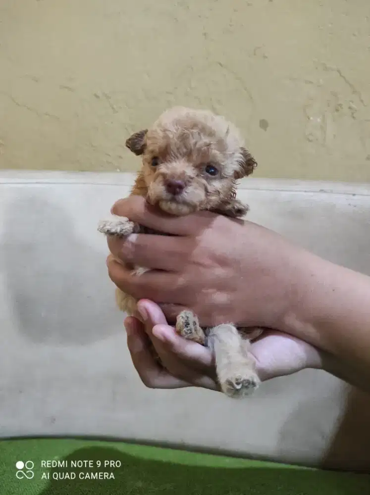 Anak anjing Tiny Poodle