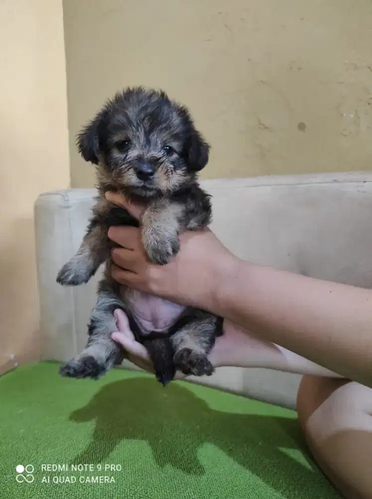 Anak anjing Poodle mix