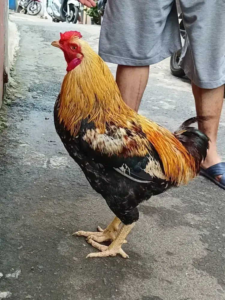 Dijual ayam jantan KUB2 jumbo