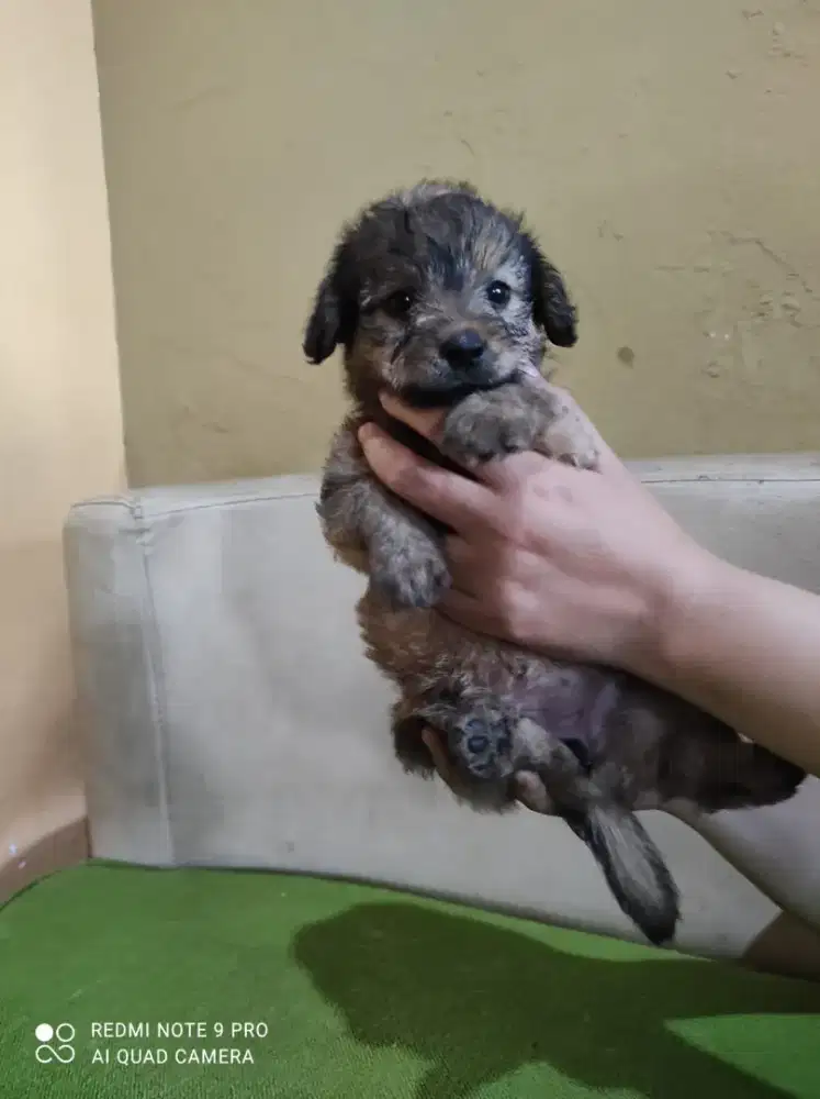 Anak anjing Poodle mix