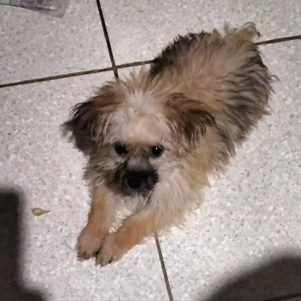 minipom (face teddy bear) super lucu