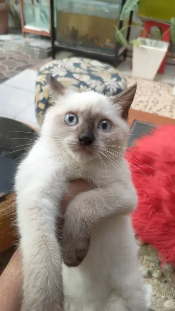 Anakan kucing himalaya