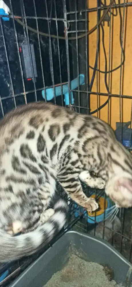 Lepas adop kucing kesayangan