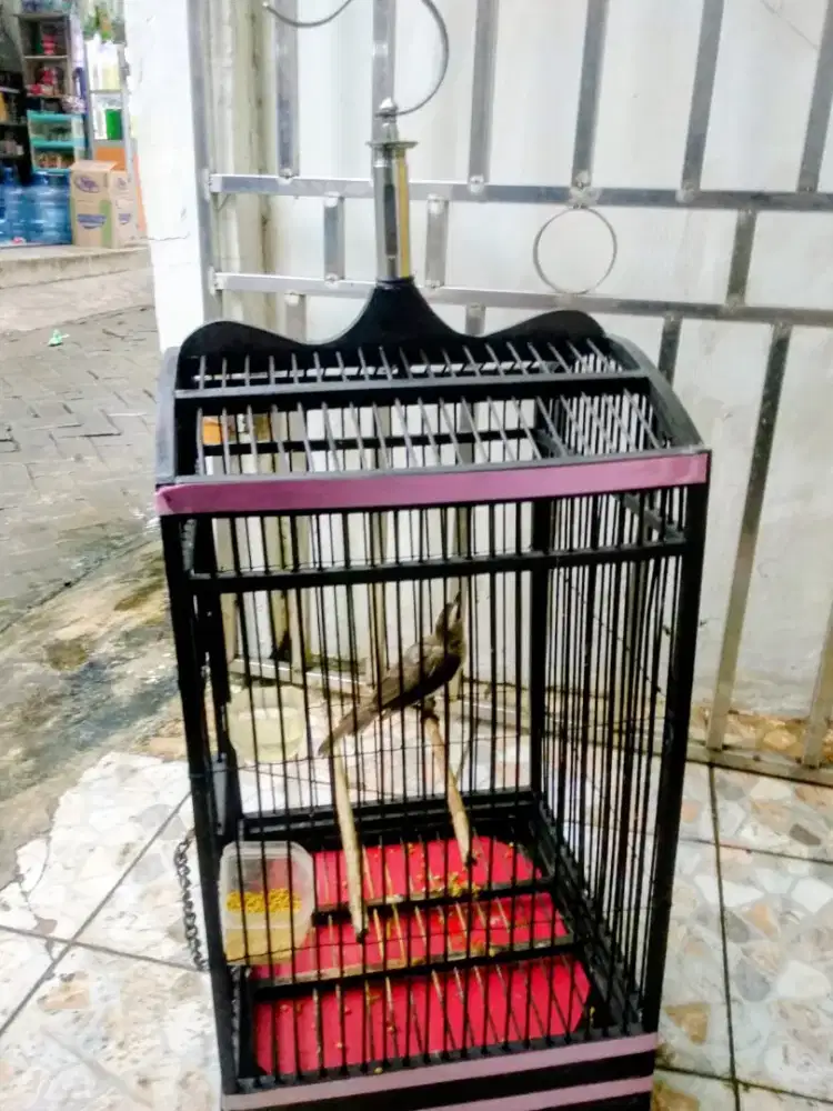 BURUNG TRUCUK JATIM GACOR SUDAH ROPEL FULLSET