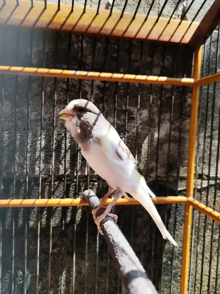 Kenari Afs Pejantan Gacor