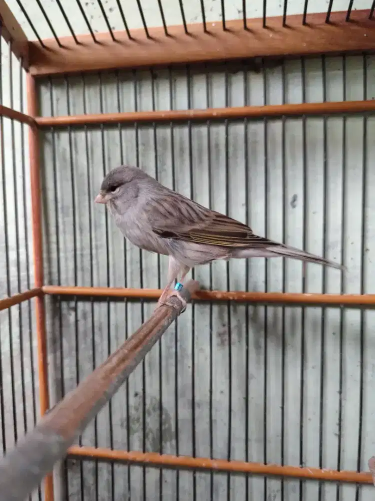 Kenari jantan F1YS gacor