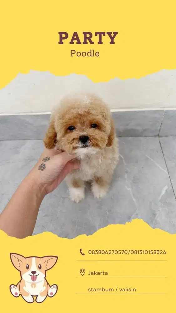 Poodle apricot mixmark