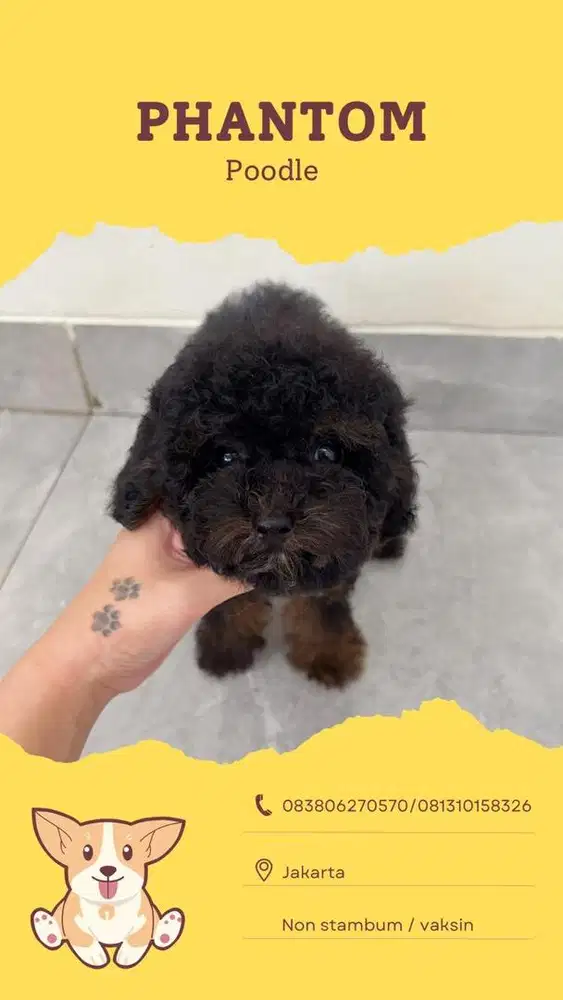 Poodle phantom murah