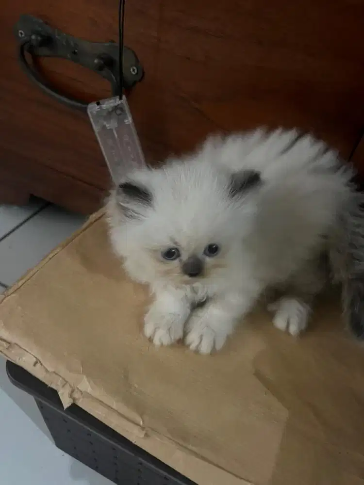 Ayo cat lover ada kitten 4 yg lucu dan gemoy umur 2 bulan