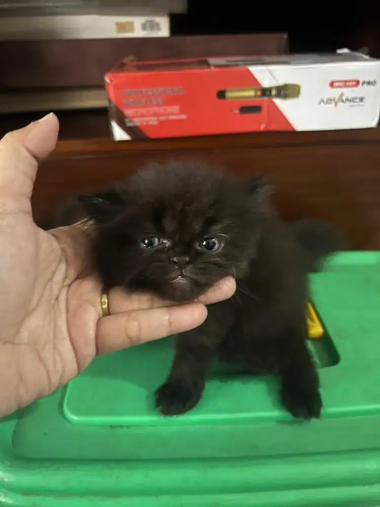 Ayo cat lover ada sisa kitten 2 lagi yg lucu dan gemoy umur 2 bulan