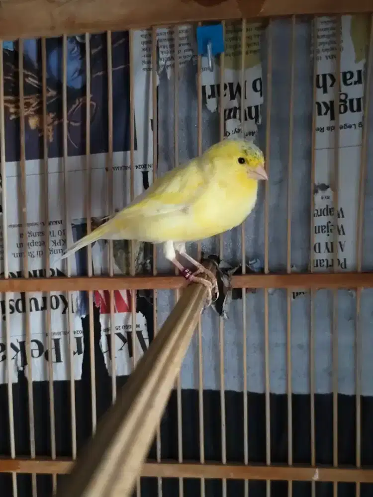 Kenari PAUD af warna favorit