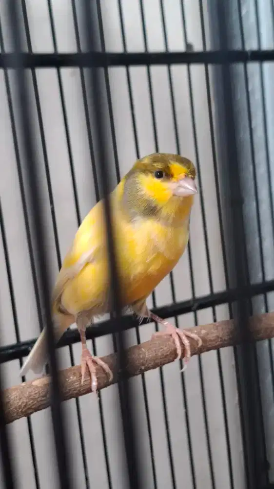 Burung Kenari AF pastol Gacor