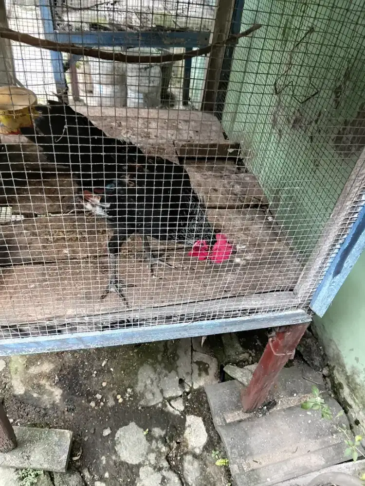 Ayam ketawa dah rajin kokok