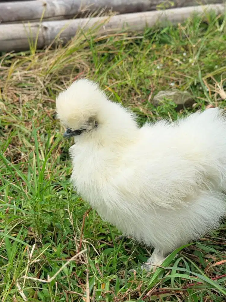 Ayam american silkie