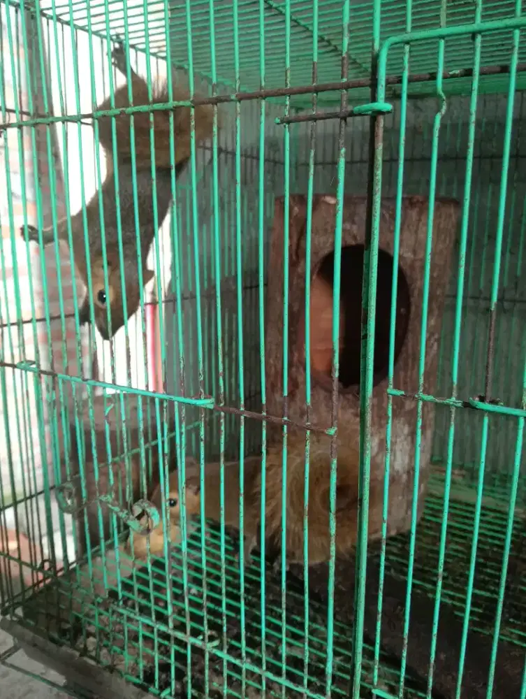 Tupai kelapa sepasang siapan