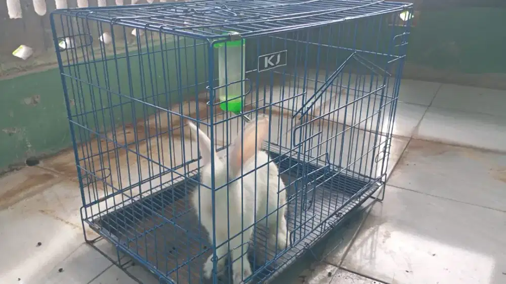 Kelinci jantan albino