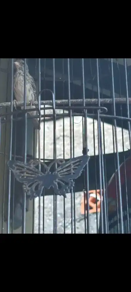 Burung Sanger Sudah Ngeroll Rajin