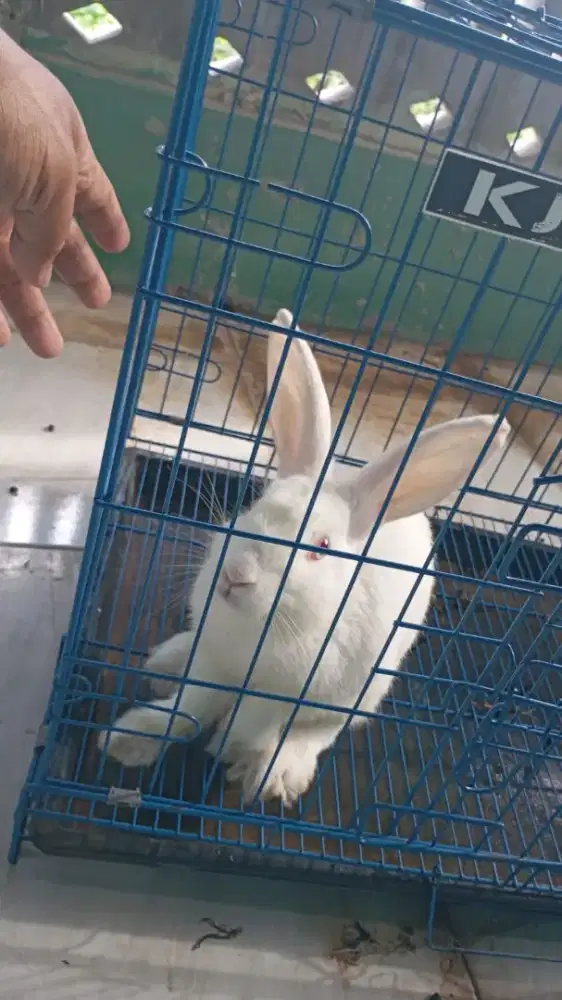 Kandang kucing/kelinci