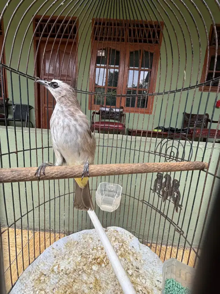 Trucukan Sudah Bunyi Ngeropel